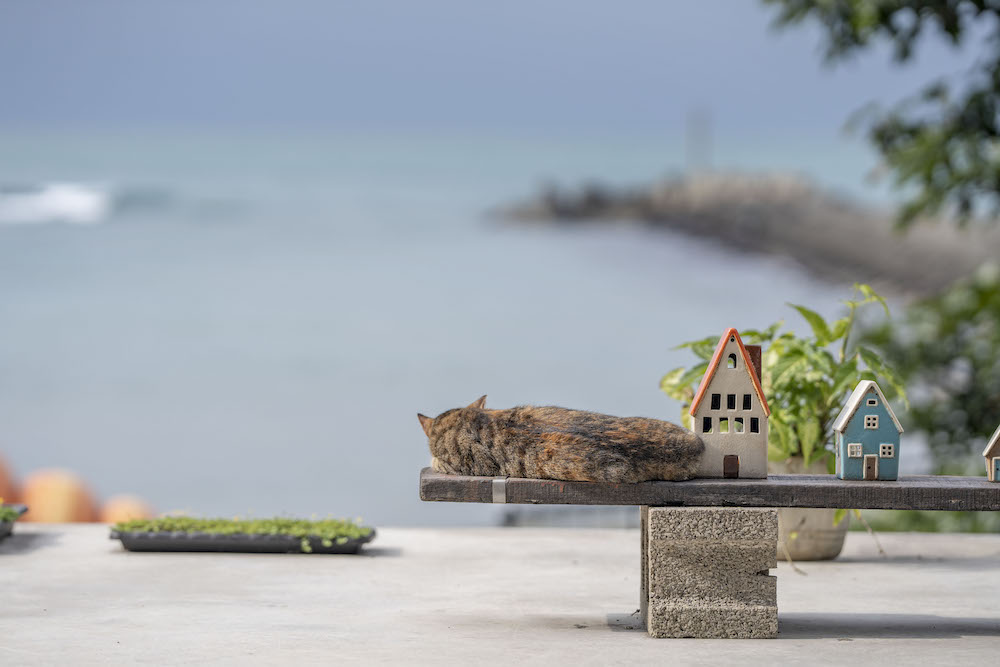 我們在海邊，三芝美食，海景第一排的漂亮咖啡廳，假日去海邊走走的好地方